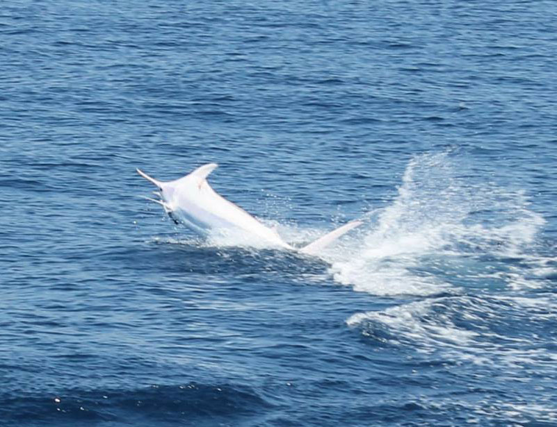 This is the World’s First ‘All White’ Blue Marlin Ever Caught on Film