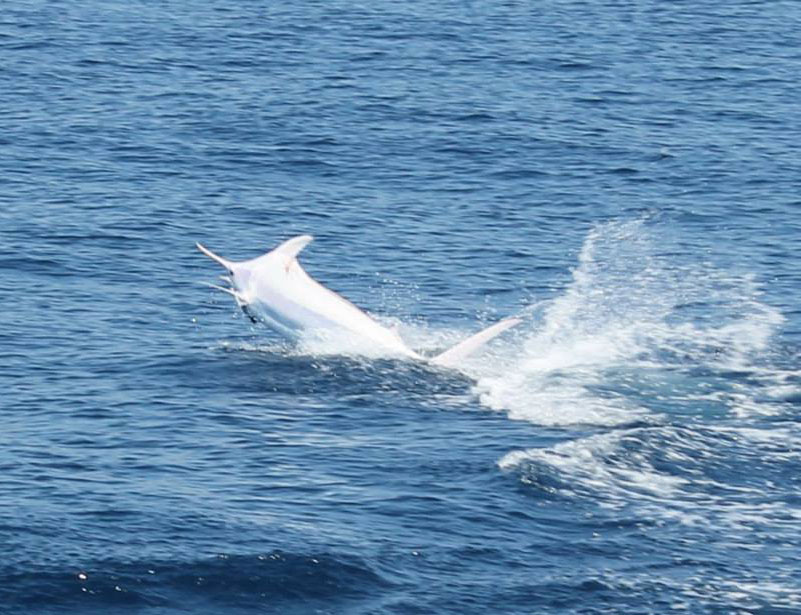This is the World's First 'All White' Blue Marlin Ever Caught on Film