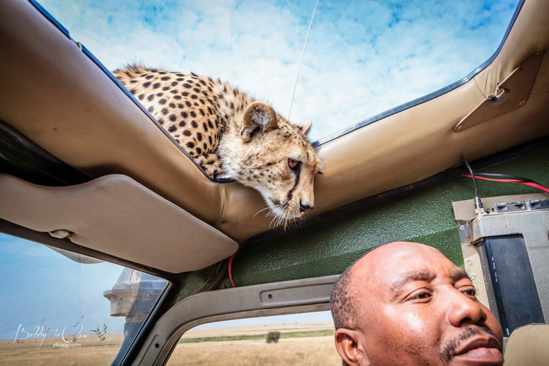 A Close Encounter With A Curious Cheetah
