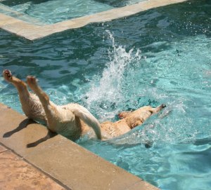 dog diving into water funny perfect timing dog diving into water funny perfect timing