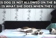 This Dog is Not Allowed on the Bed. This is What She Does When They Leave