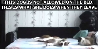 This Dog is Not Allowed on the Bed. This is What She Does When They Leave