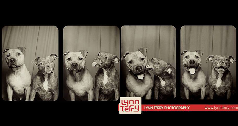 10 Reasons Why 'Dogs in Photo Booths' is the Best Idea Ever