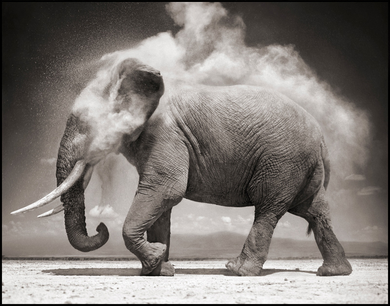 Picture of the Day: Elephant Dust Bath