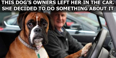 This Dog's Owners Left Her in the Car. She Decided to Do Something About It