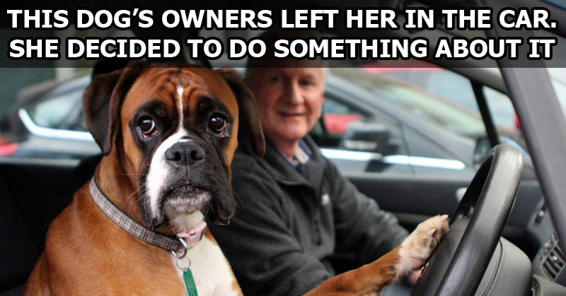 This Dog's Owners Left Her in the Car. She Decided to Do Something About It