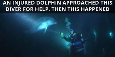 An Injured Dolphin Approached this Diver for Help. Then This Happened