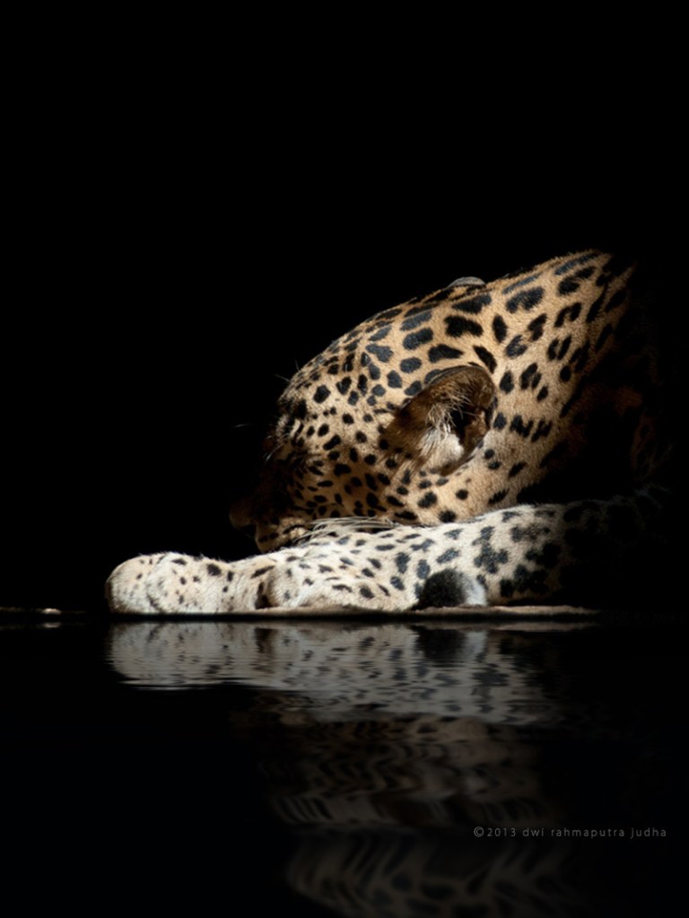 Picture of the Day: Panthera pardus