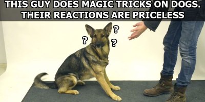 Magic Tricks for Dogs