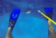 This Diver Survived a Shark Attack and He has the GoPro Footage to Prove It