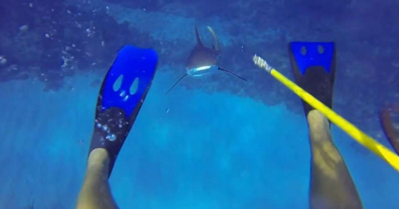 This Diver Survived a Shark Attack and He has the GoPro Footage to Prove It