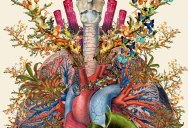 Surreal Anatomical Collages by Bedelgeuse