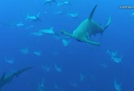 This is What It’s Like to be Surrounded by Hammerhead Sharks