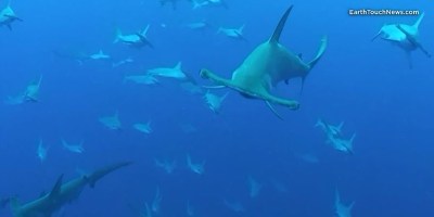 This is What It's Like to be Surrounded by Hammerhead Sharks