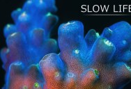 The Unseen Beauty of Slow Moving Marine Life. A 150,000 Photo Time-Lapse