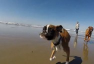This Dog was Born with Two Legs. This is His First Time at the Beach