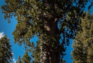 Picture of the Day: General Sherman