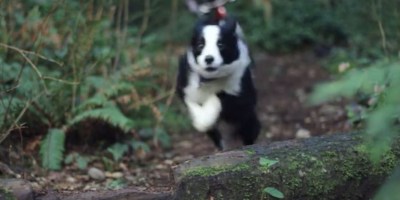 This Might Be the World's Fastest Trail Dog