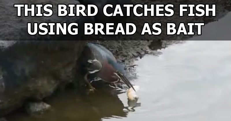This Bird Catches Fish Using Bread as Bait