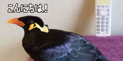 This is What a Japanese Speaking Bird Sounds Like