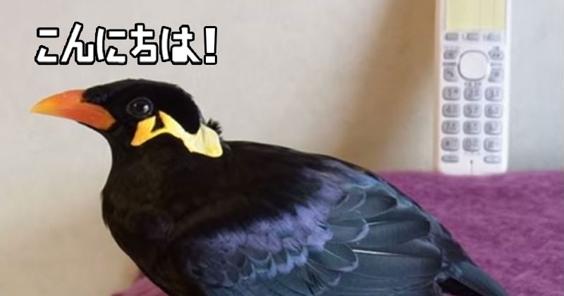 This is What a Japanese Speaking Bird Sounds Like
