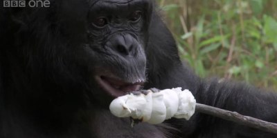 Kanzi, a Male Bonobo, Learns How to Build a Fire and Toast Marshmallows