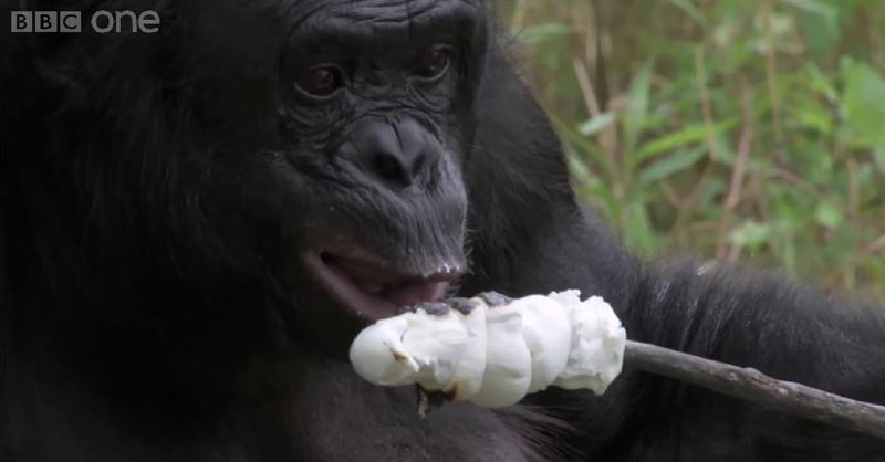 Kanzi, a Male Bonobo, Learns How to Build a Fire and Toast Marshmallows