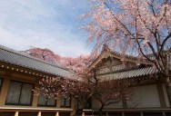 Picture of the Day: Cherry Blossoms in Kyoto