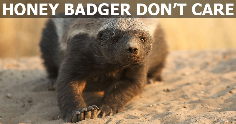In Addition to Not Caring, Honey Badgers are Also Quite Clever
