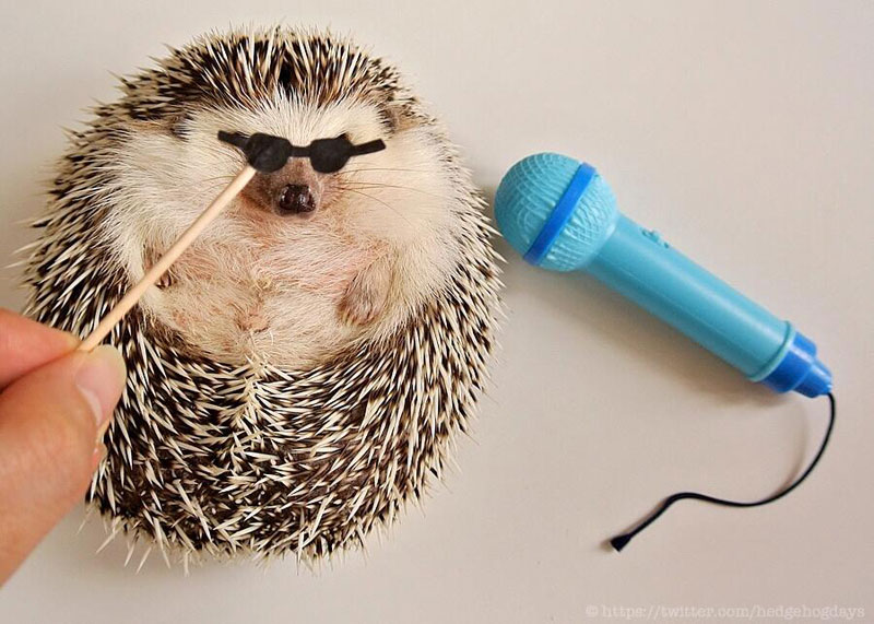 Meet Marutaro, the Hedgehog the World Needs Right Now