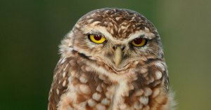 owl standing on one foot cover owl standing on one foot cover