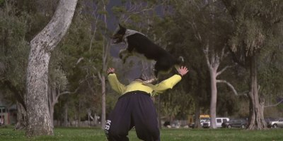 Just a Slow Motion Video of a Dog Doing Parkour