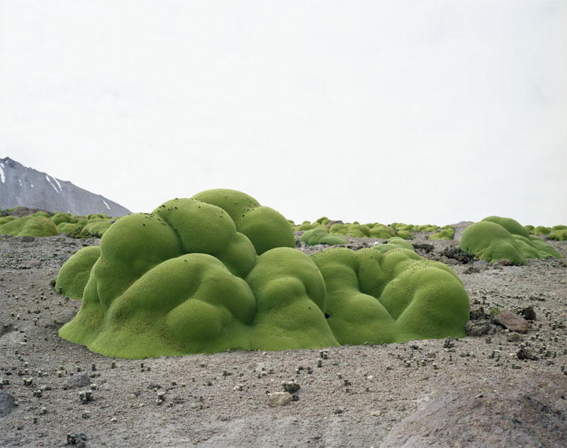 These are Some of the Oldest Living Things in the World » TwistedSifter