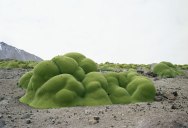 These are Some of the Oldest Living Things in the World