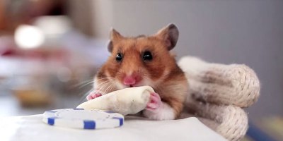 A Tiny Hamster Eating Even Tinier Burritos