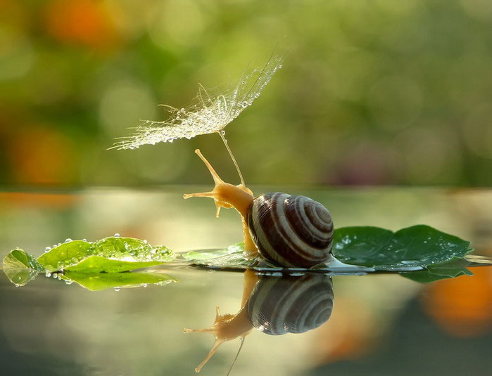 A Snail's Life by Vyacheslav Mischenko