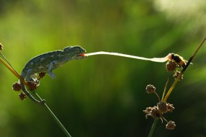 15 baby chameleon 15 Baby chameleon