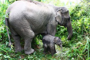 baby asian elephant with its mother Baby asian elephant with its mother