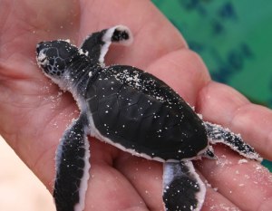 baby green turtle chelonia mydas Baby green turtle Chelonia mydas