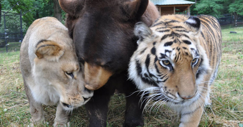 The Story of Leo, Baloo and Shere Khan: The Inseparable Bond Between a Bear, Lion and Tiger