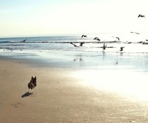 dog chasing birds on beach dog chasing birds on beach