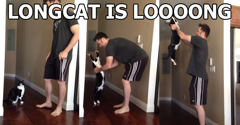 Outstretched Cat That Likes Hugs Goes Viral. Internet Reacts Accordingly