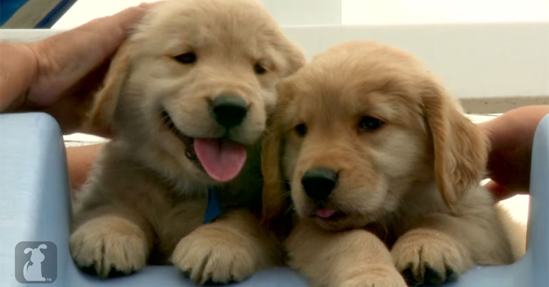This Video Contains Golden Retriever Puppies. Lots of Them