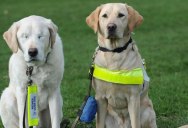 After This Guide Dog Lost His Sight, His Owner Did Something Remarkable
