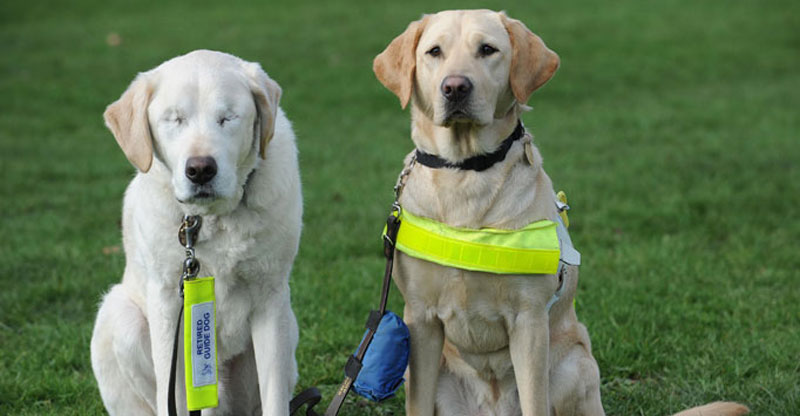 After This Guide Dog Lost His Sight, His Owner Did Something Remarkable