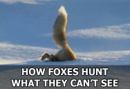 How Foxes Hunt What They Can’t See