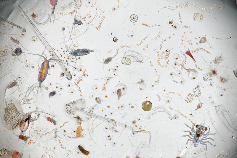 This is What a Handful of Magnified Seawater Looks Like
