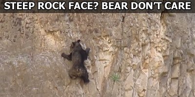 This is What Rock Climbing Bears Looks Like