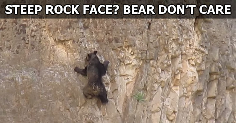 This is What Rock Climbing Bears Looks Like