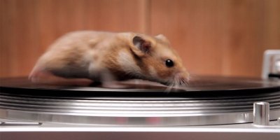 Rodents Riding Turntables